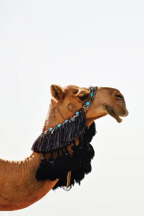 Decorated Camel by Karen Mandau wall art