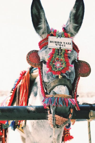 Decorated Donkey by Karen Mandau art print