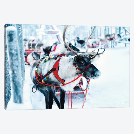 Decorated Reindeer Canvas Print #KMD48} by Karen Mandau Art Print