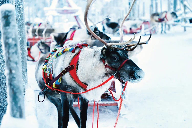 Decorated Reindeer