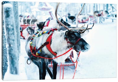 Decorated Reindeer Canvas Art Print - Christmas Animal Art