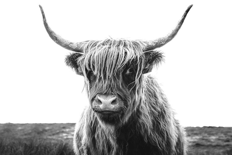 Highland Cow Black And White