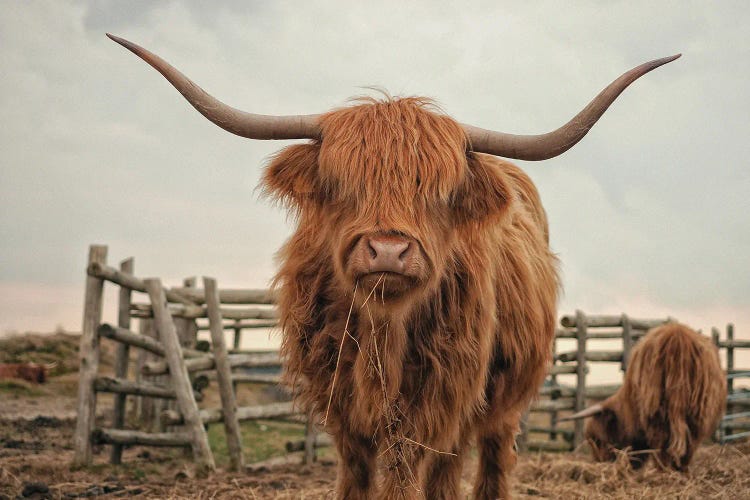 Highland Cow Colour