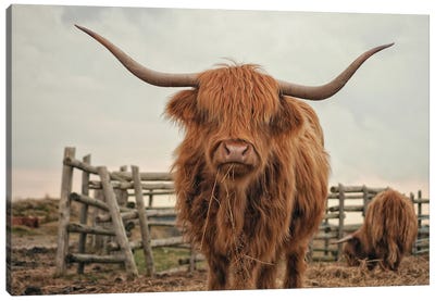 Highland Cow Colour Canvas Art Print - Cow Art