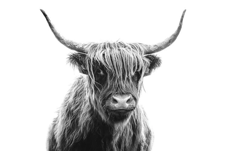 Highland Cow Portrait