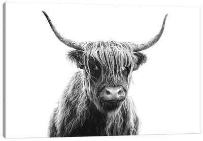 Highland Cow Portrait Canvas Art Print - Highland Cow Art