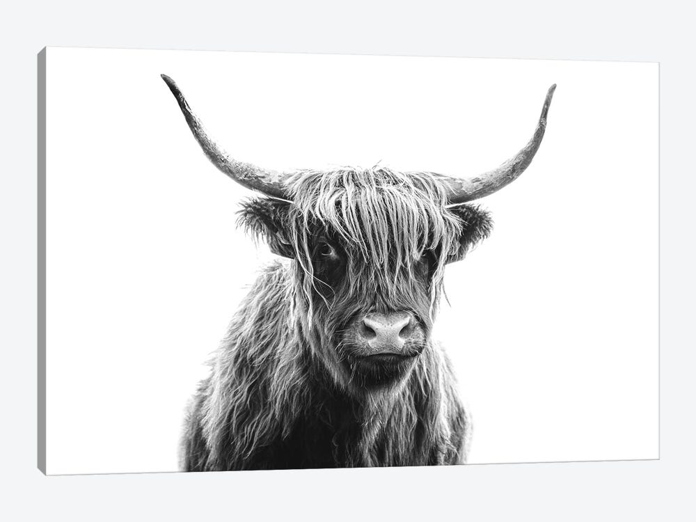 Highland Cow Portrait by Karen Mandau 1-piece Art Print
