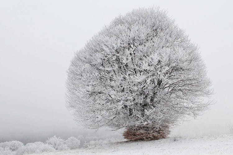 Iced Tree