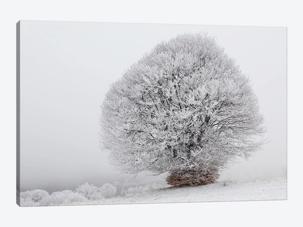 Iced Tree by Karen Mandau 1-piece Canvas Print