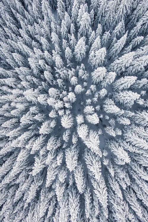 Aerial Photo Of A Winter Pine Forest