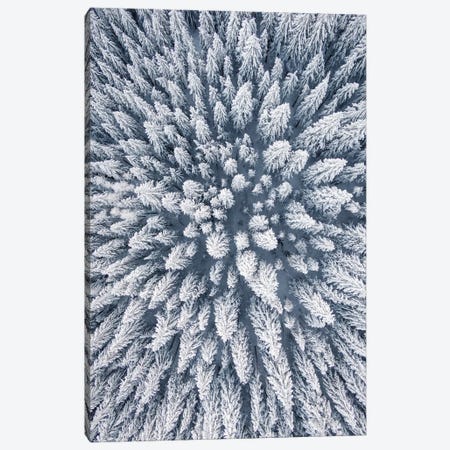 Aerial Photo Of A Winter Pine Forest Canvas Print #KMD6} by Karen Mandau Canvas Artwork