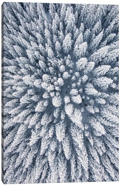 Aerial Photo Of A Winter Pine Forest Canvas Art Print - Karen Mandau