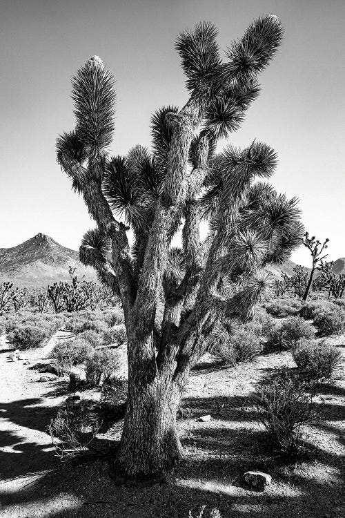 Joshua Tree Black And White