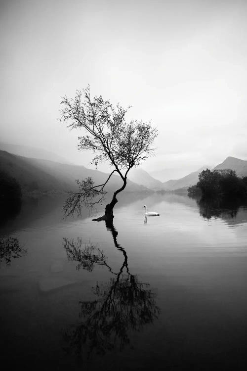 Lone Tree At Llyn Padarn In Wales Black And White