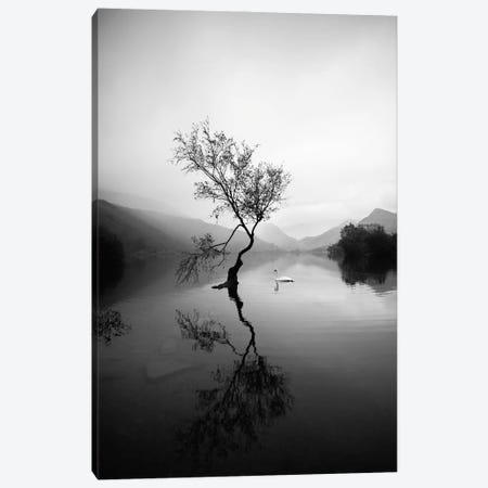 Lone Tree At Llyn Padarn In Wales Black And White Canvas Print #KMD75} by Karen Mandau Art Print
