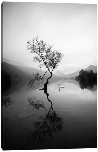Lone Tree At Llyn Padarn In Wales Black And White Canvas Art Print - Wales