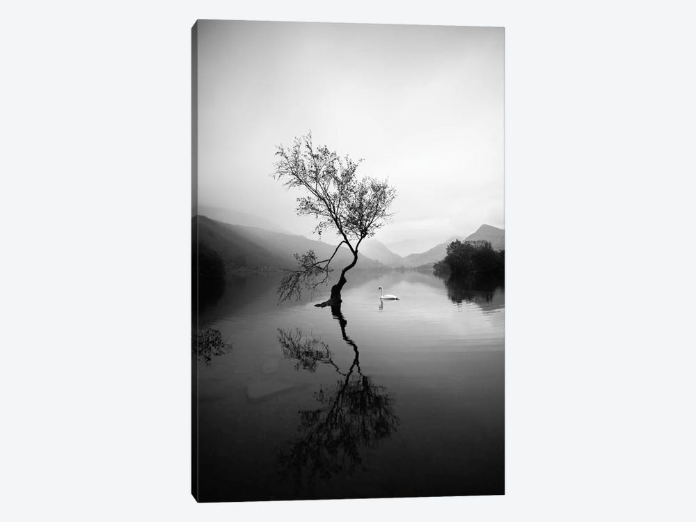 Lone Tree At Llyn Padarn In Wales Black And White by Karen Mandau 1-piece Canvas Artwork