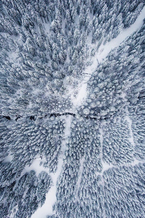 Aerial Photo Of A Winter Forest