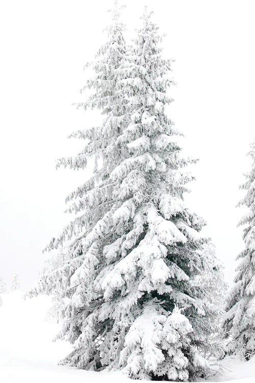 All White Pine Trees