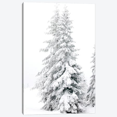 All White Pine Trees Canvas Print #KMD8} by Karen Mandau Canvas Print