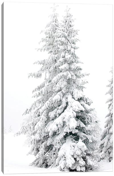 All White Pine Trees Canvas Art Print - Karen Mandau