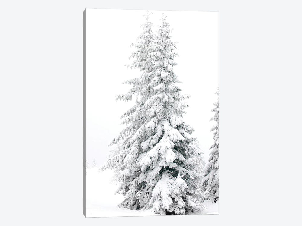 All White Pine Trees by Karen Mandau 1-piece Canvas Art Print