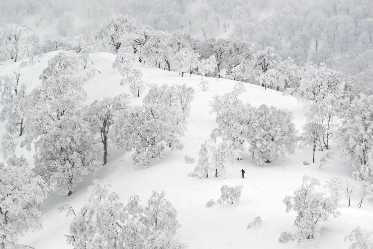 All White Winter Landscape With A Skier