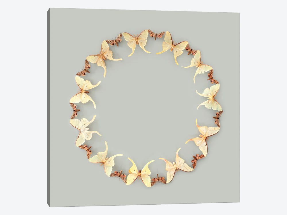 Magnificent Moths by Kristen Meyer 1-piece Canvas Artwork