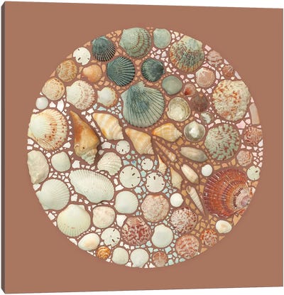 Seashells And Eggshells Canvas Art Print - Kristen Meyer