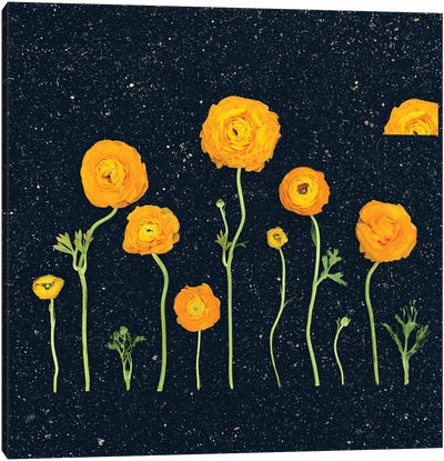 Space Flowers Canvas Art Print - Ranunculus Art
