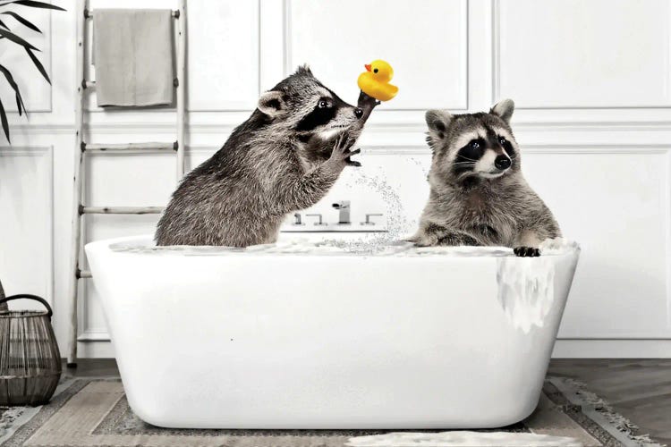 Raccoon Love