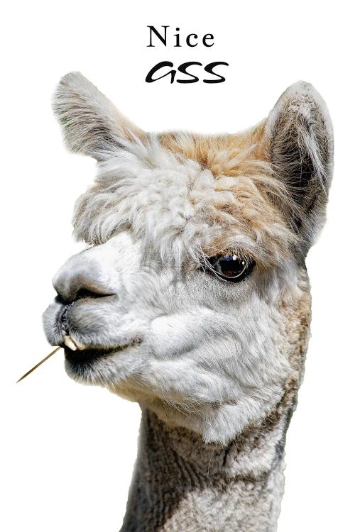 Fresh Lama