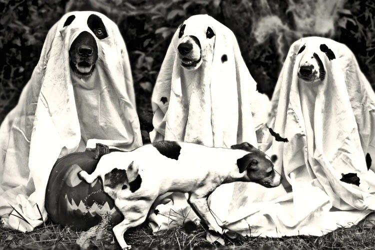 Halloween Dogs