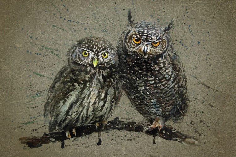 Little Owls