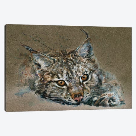 Lynx Canvas Print #KNK44} by Konstantin Kalinin Art Print