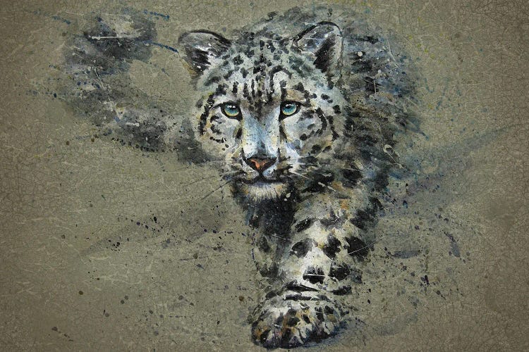 Snow Leopard