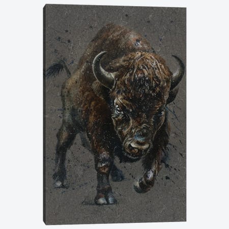 Buffalo Brown Canvas Print #KNK9} by Konstantin Kalinin Canvas Print