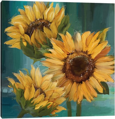 Sunflower I Canvas Art Print - Conrad Knutsen