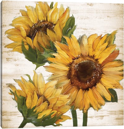 Sunflower Summer I Canvas Art Print - Sunflower Art