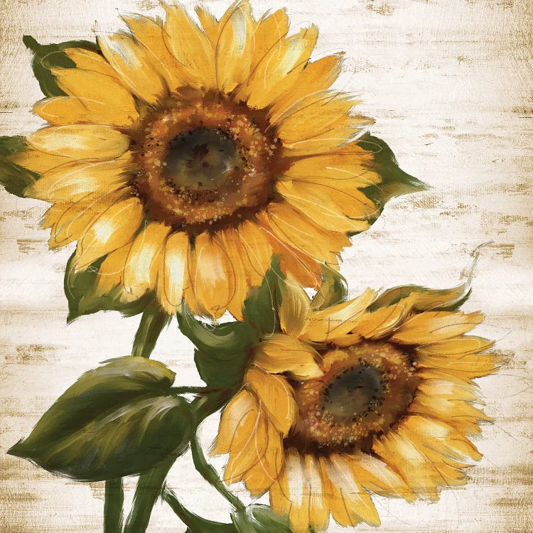 Sunflower Summer II