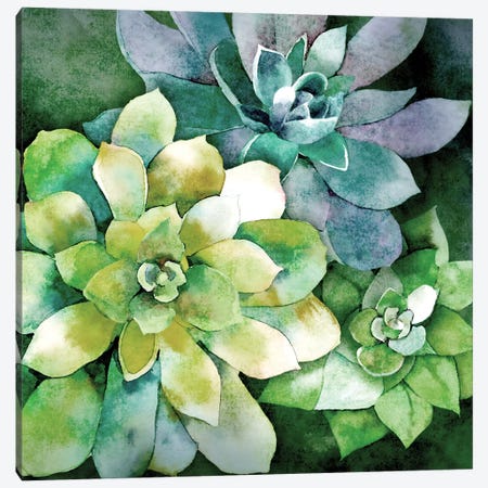 Summer Succulents Canvas Print #KNU43} by Conrad Knutsen Canvas Wall Art