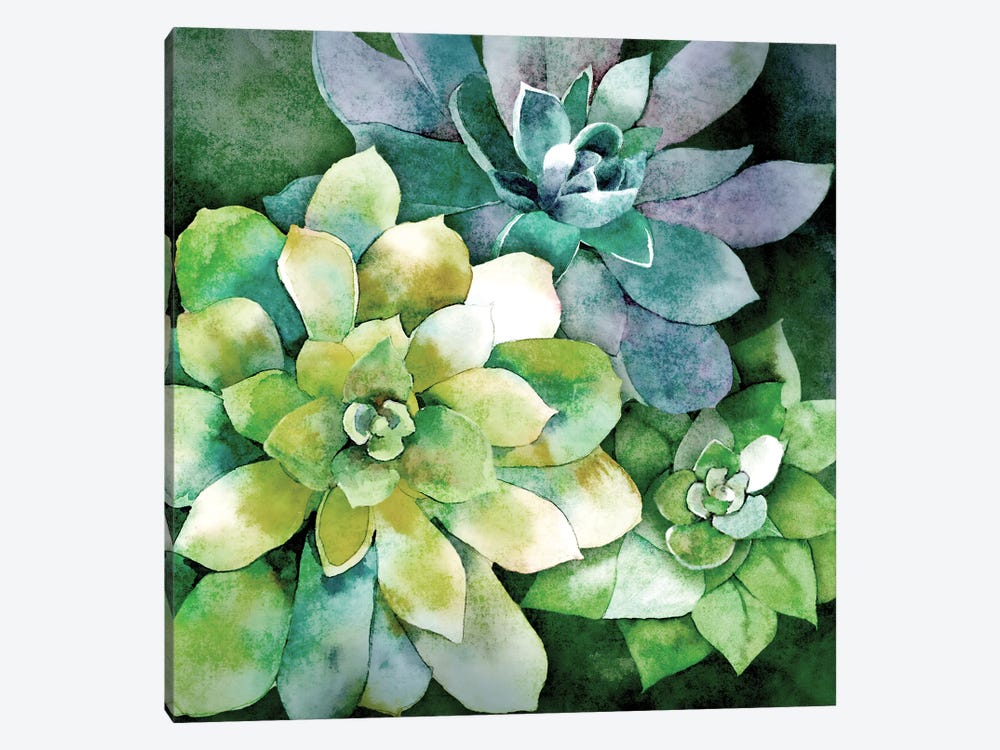 Summer Succulents by Conrad Knutsen 1-piece Canvas Art Print