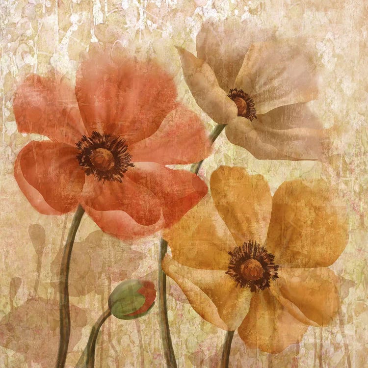 Poppy Allure I