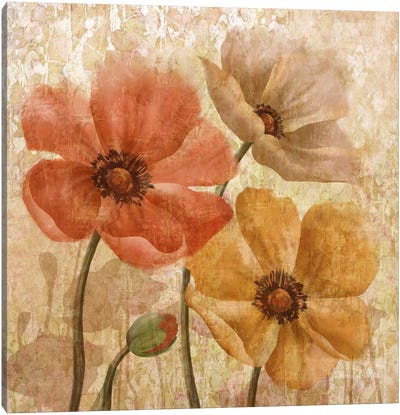 Poppy Allure I Canvas Art Print - Conrad Knutsen