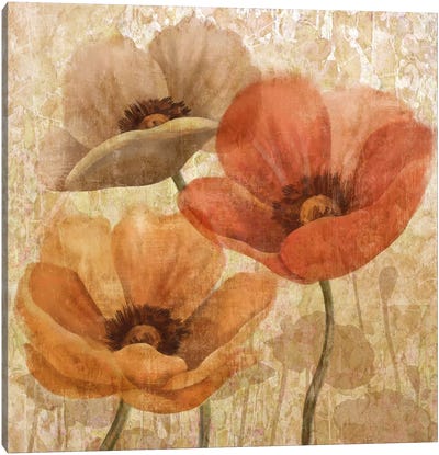 Poppy Allure II Canvas Art Print