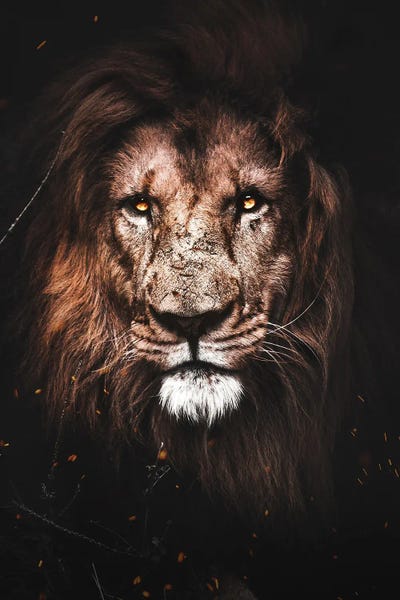 Lion I by Milos Karanovic art print