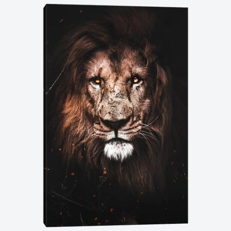Lion I Canvas Print #KNV19} by Milos Karanovic Canvas Artwork