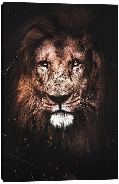 Lion I Canvas Art Print - Milos Karanovic