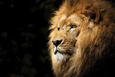 Lion View by Milos Karanovic canvas print