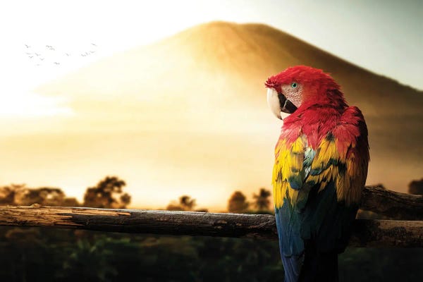 Milos Karanovic: Parrot by Milos Karanovic